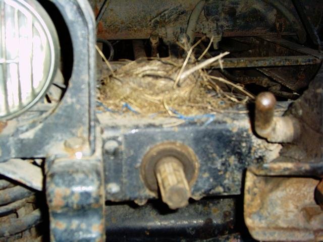 Vogelnest