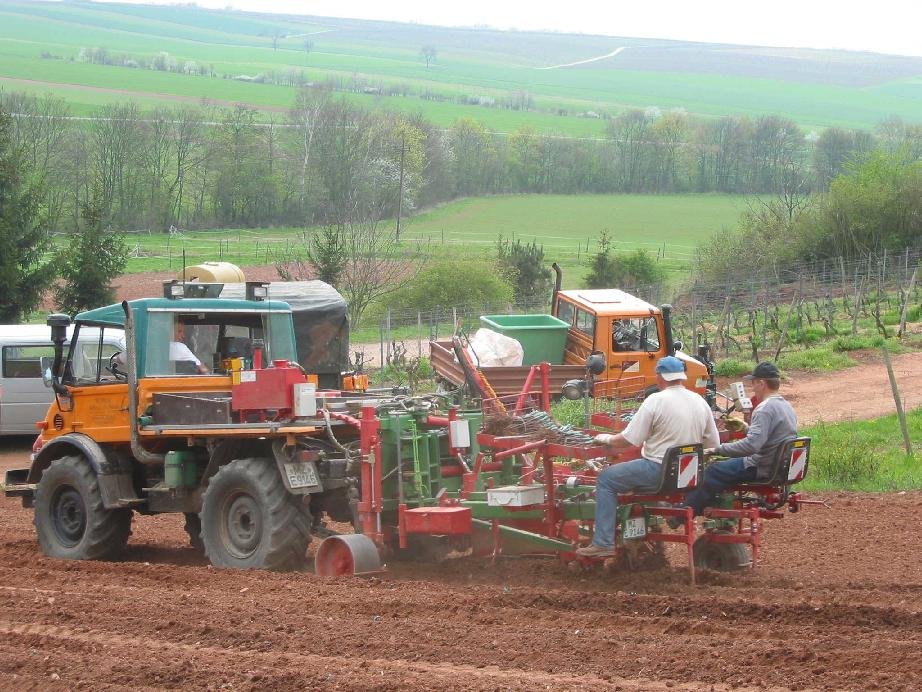 Weinberg-Neuanlage_2